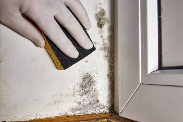 Best Emergency Mold Remediation  in East Hampton North, NY